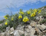 Onosma polyphylla. Цветущее растение. ЮВ Крым, горный массив Эчки-Даг, гора Делямет-Кая, каменистая вершина. 13 мая 2019 г.