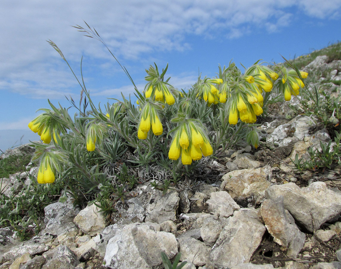 Изображение особи Onosma polyphylla.