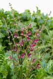 Salvia hierosolymitana