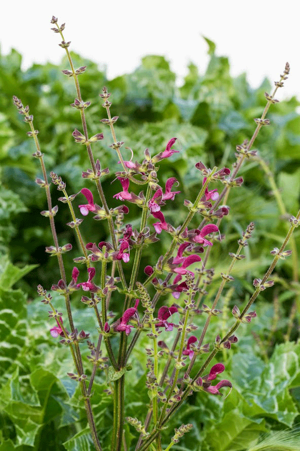 Изображение особи Salvia hierosolymitana.