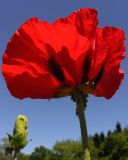 Papaver bracteatum