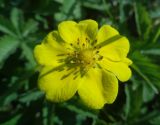 Potentilla reptans. Цветок. Тверская обл., г. Тверь, Заволжский р-н, ул. 2-я Красина, газон. 8 июня 2019 г.