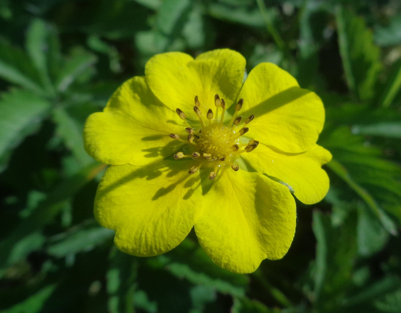 Image of Potentilla reptans specimen.