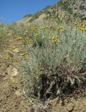 Tanacetum millefolium. Цветущее растение. Дагестан, Кумторкалинский р-н, хр. Нарат-Тюбе, склон горы. 02.06.2019.