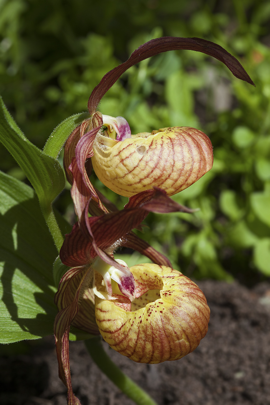 Изображение особи Cypripedium &times; ventricosum.