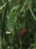 Lathyrus hirsutus