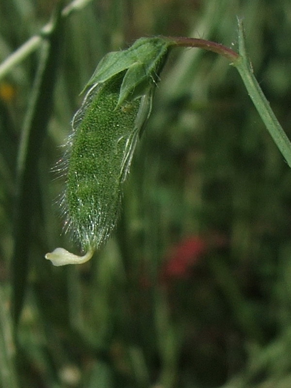 Изображение особи Lathyrus hirsutus.