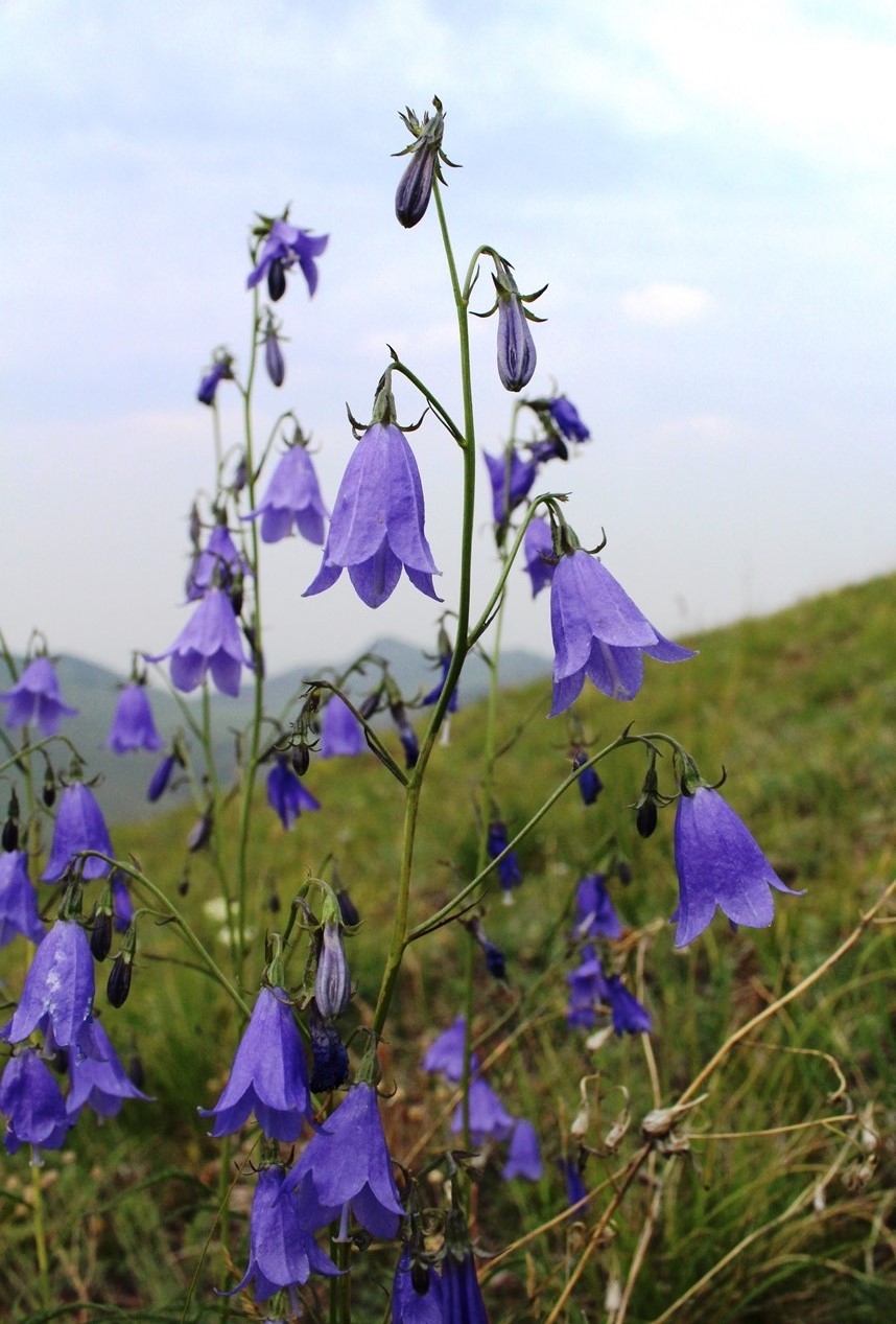 Изображение особи Adenophora coronopifolia.