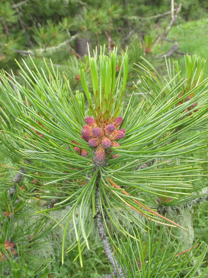 Изображение особи Pinus sibirica.