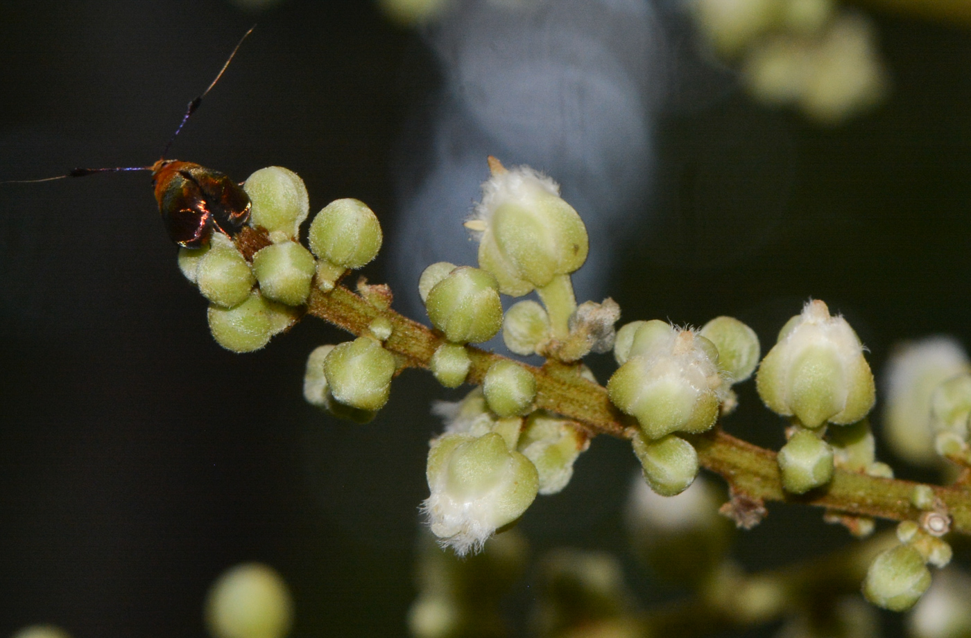 Image of class Magnoliopsida specimen.