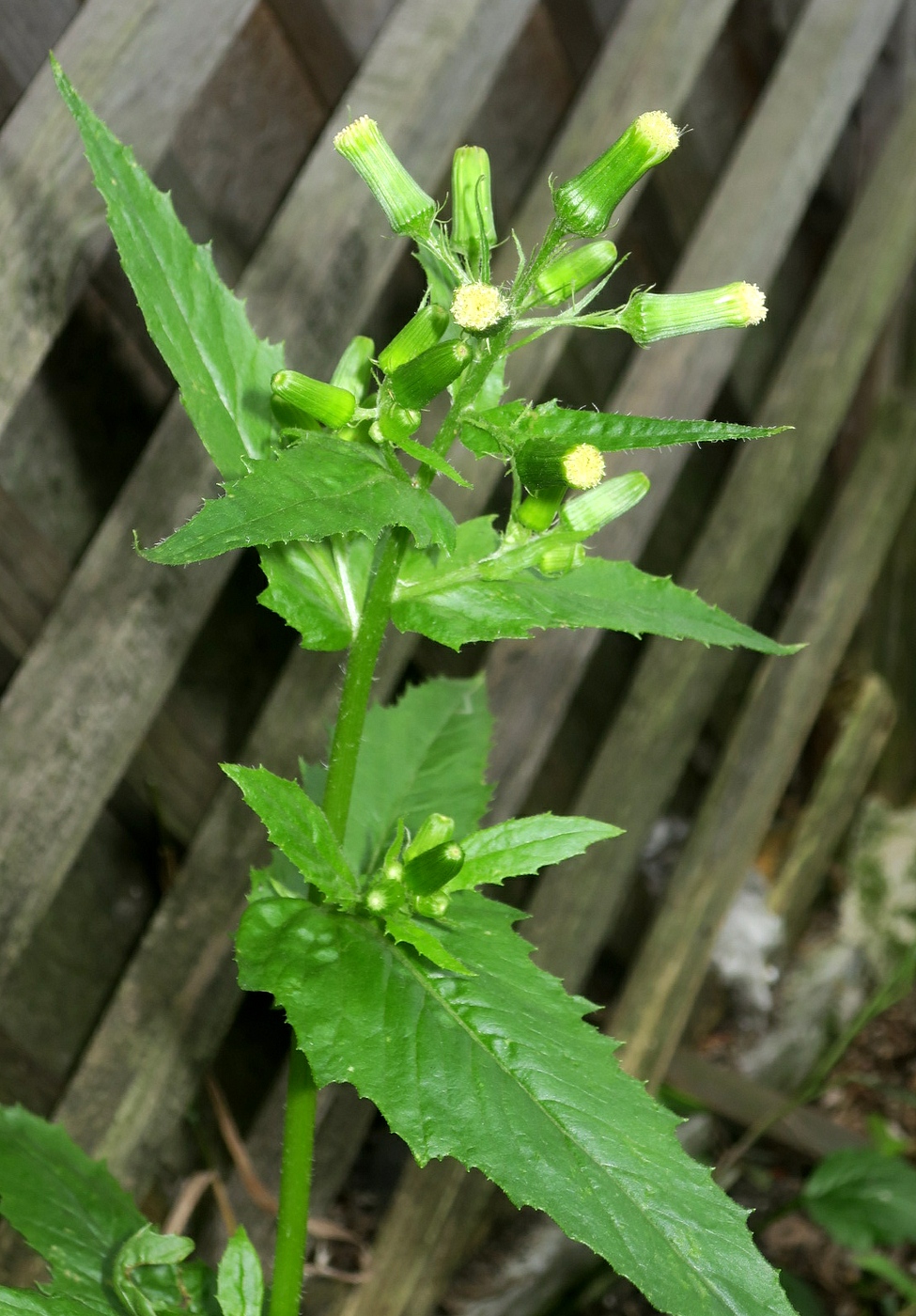 Изображение особи Erechtites hieraciifolius.