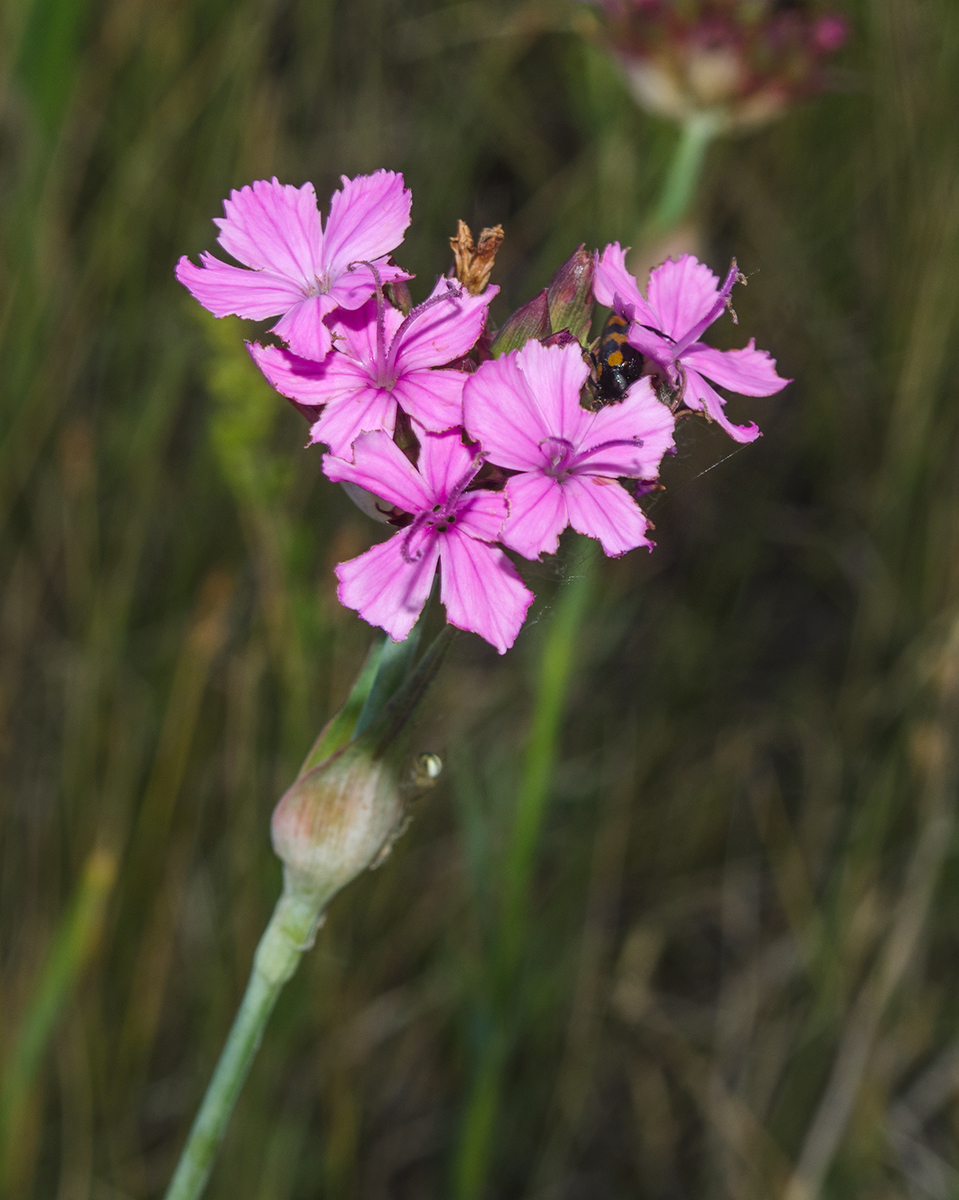 Image of Dianthus andrzejowskianus specimen.