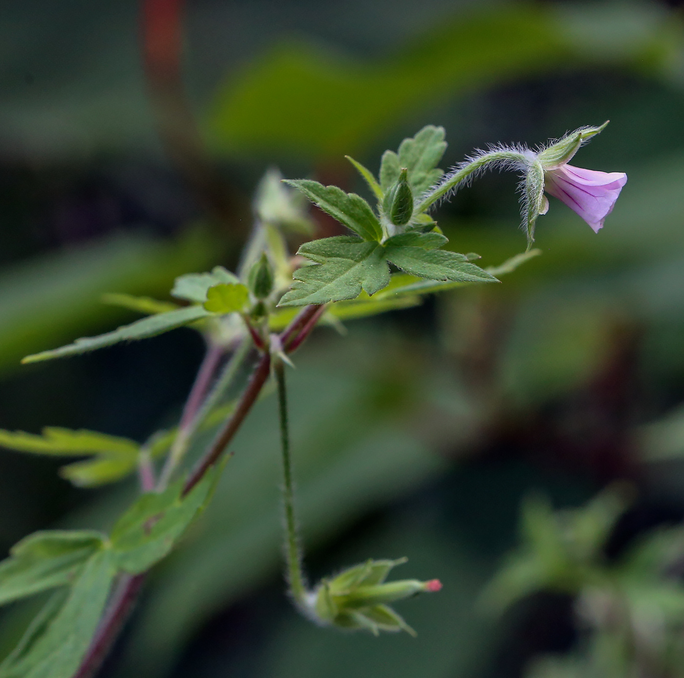 Image of Geranium sibiricum specimen.