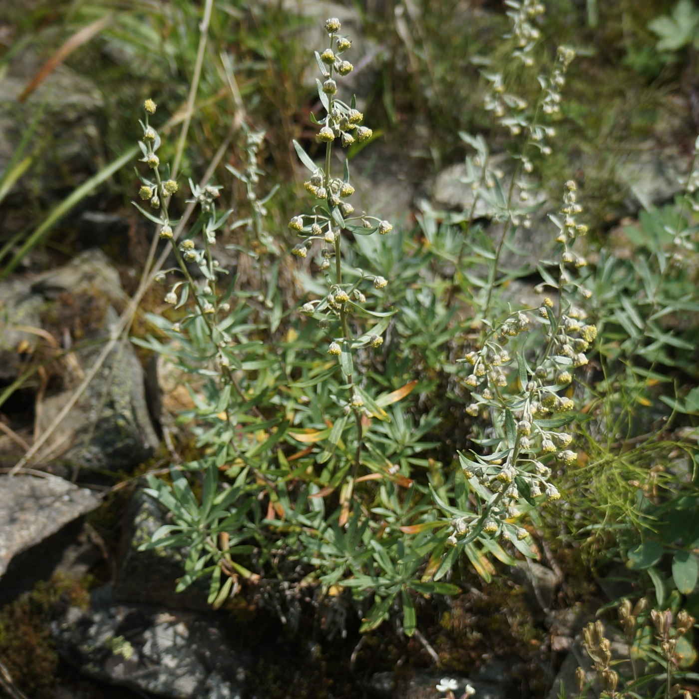 Изображение особи Artemisia lagocephala.