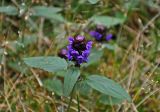 Prunella vulgaris