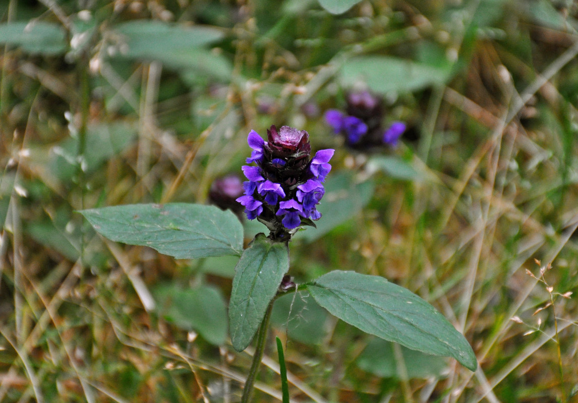 Изображение особи Prunella vulgaris.