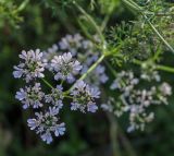 Coriandrum sativum. Соцветие. Татарстан, Агрызский р-н, с. Красный Бор, огород. 12.10.2019.