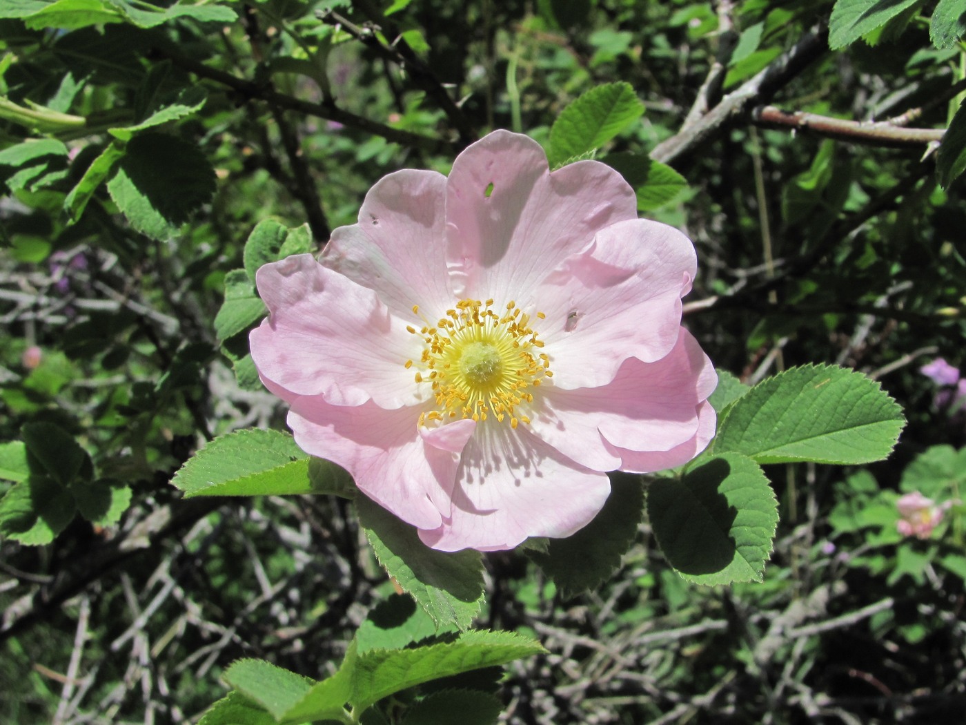 Image of genus Rosa specimen.