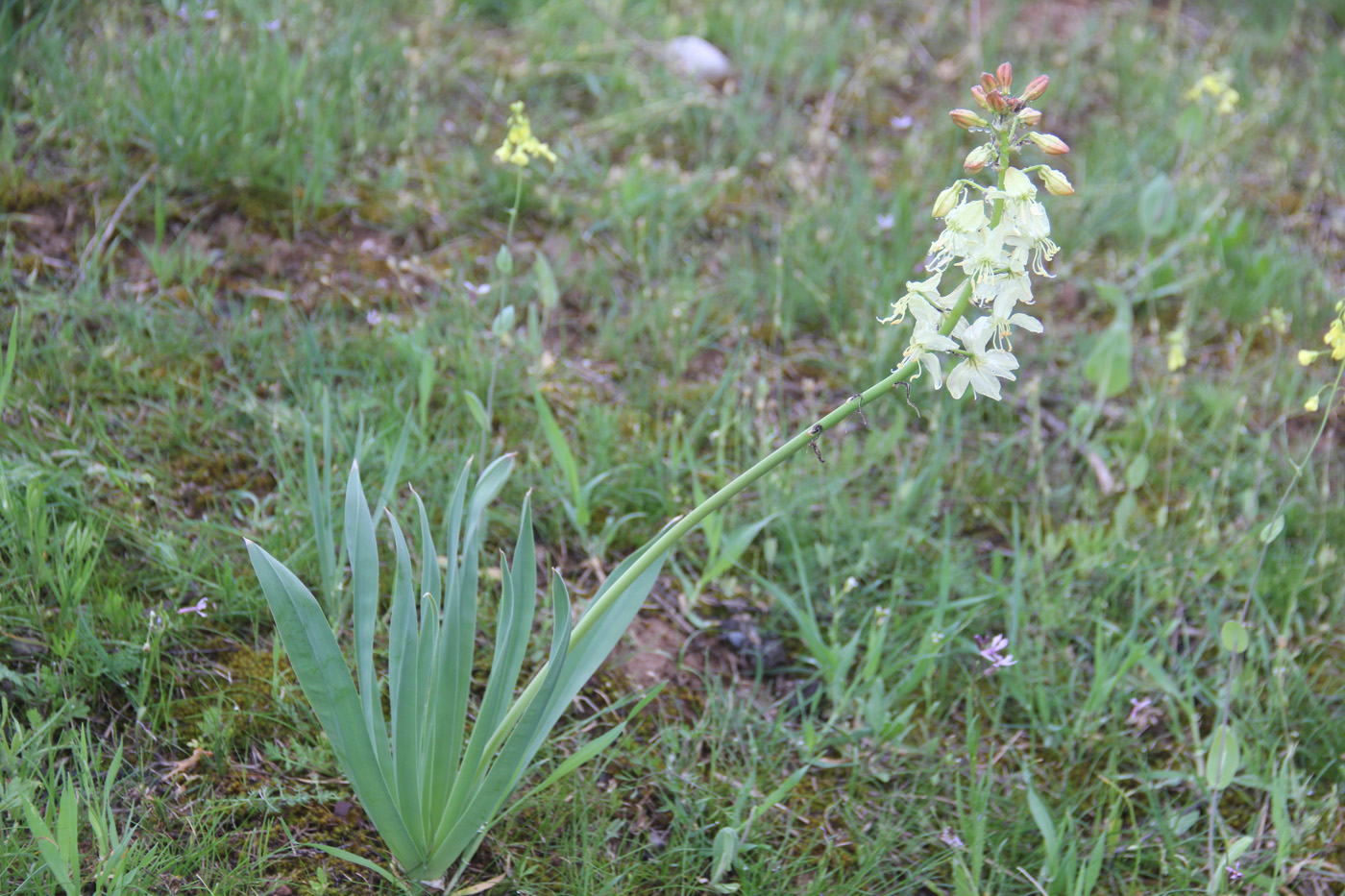 Image of Eremurus lachnostegius specimen.