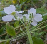 Hesperis voronovii