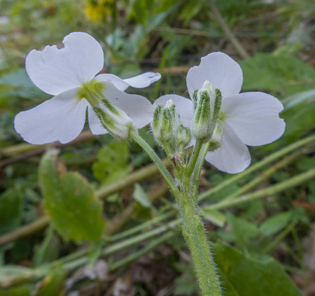 Изображение особи Hesperis voronovii.