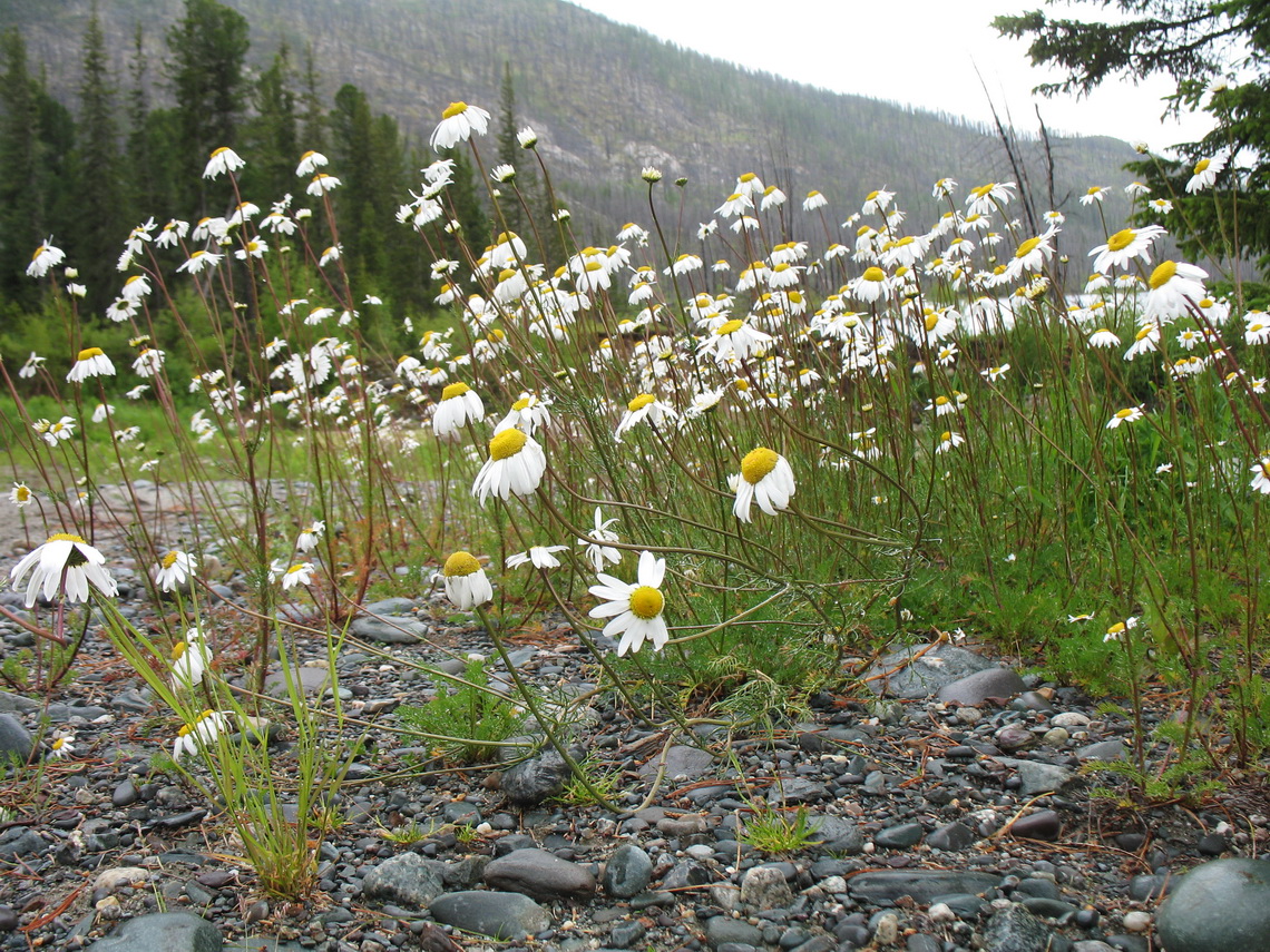 Image of Tripleurospermum ambiguum specimen.