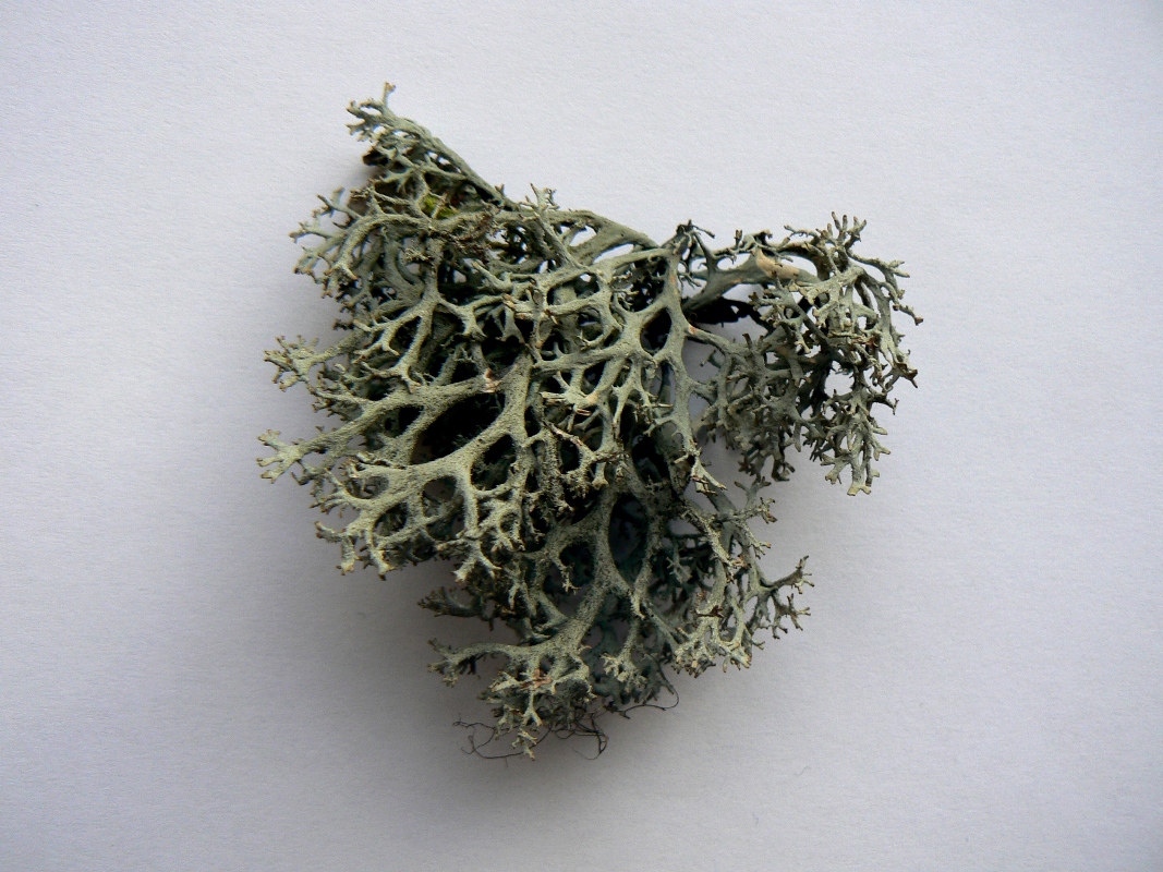 Image of Pseudevernia furfuracea specimen.