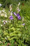 Campanula latifolia. Цветущие растения. Санкт-Петербург, г. Ломоносов, Красная слобода, цветник. 07.07.2019.