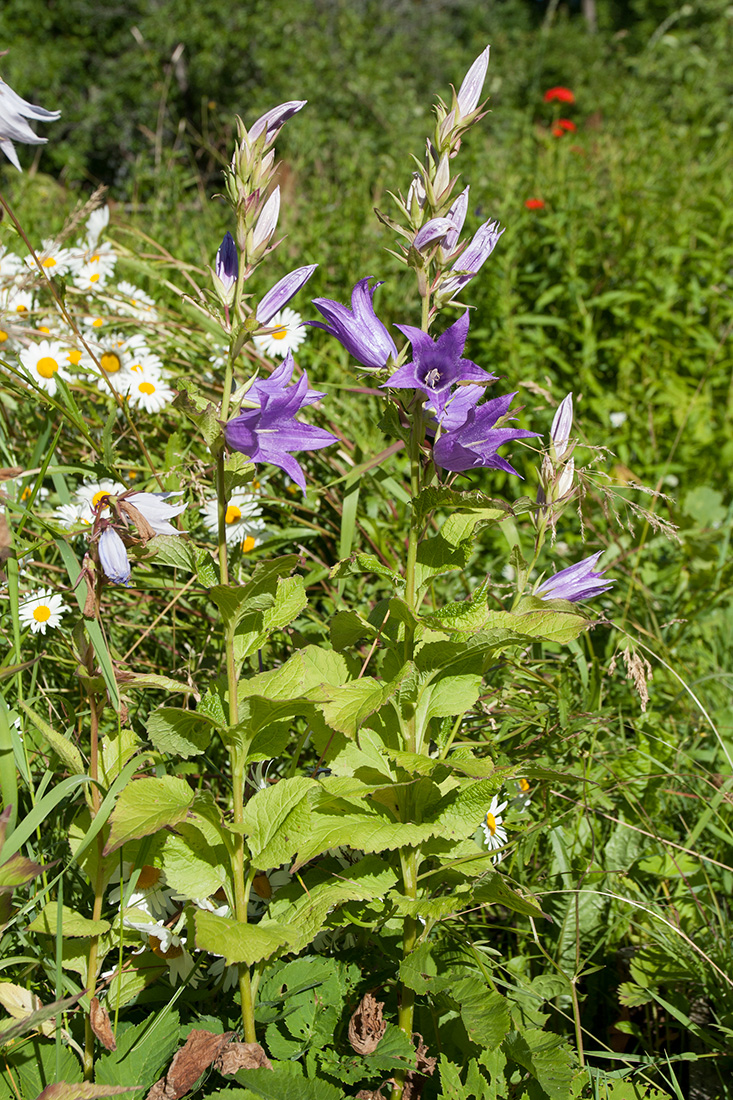 Image of Campanula latifolia specimen.