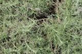 Artemisia californica. Вегетативные побеги. США, Калифорния, Санта-Барбара, ботанический сад. 27.02.2017.