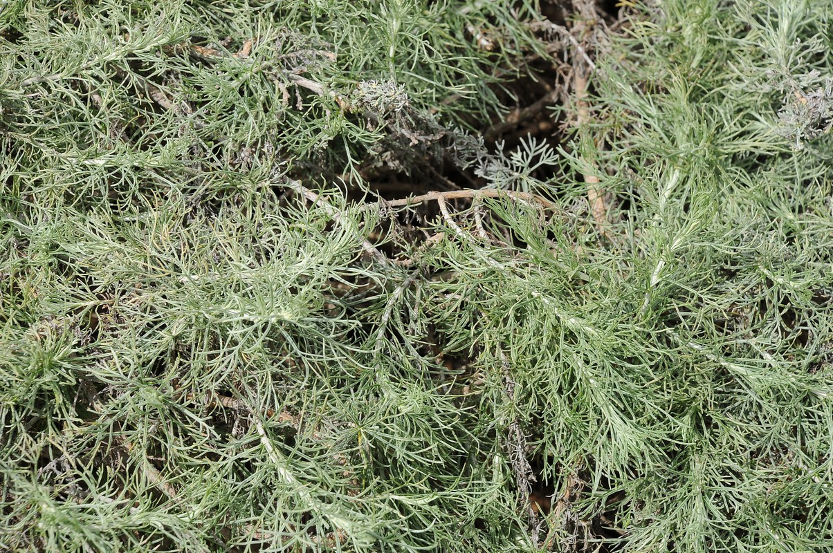 Image of Artemisia californica specimen.