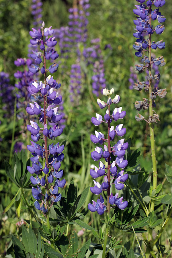 Image of Lupinus polyphyllus specimen.