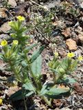 Arnebia decumbens