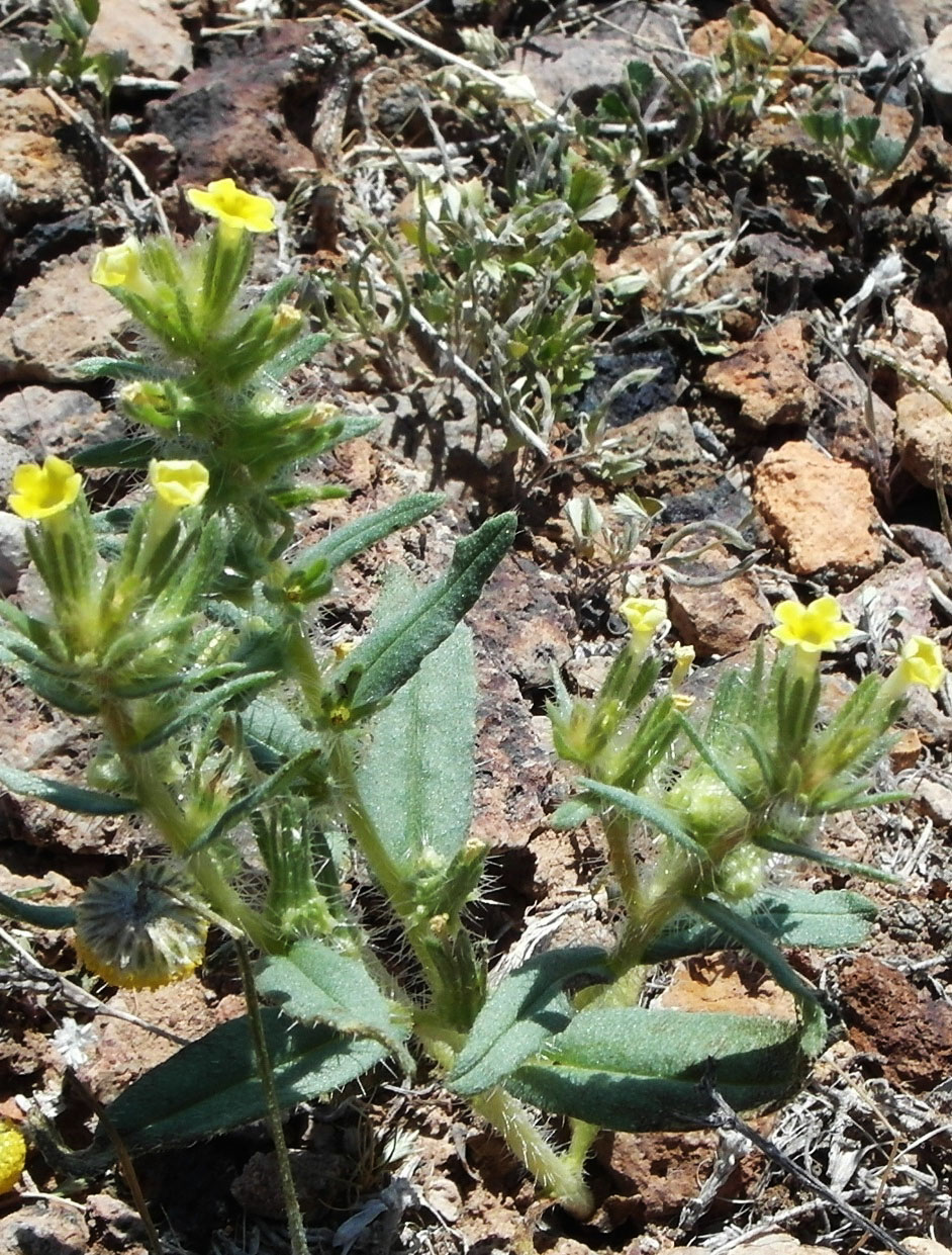 Image of Arnebia decumbens specimen.