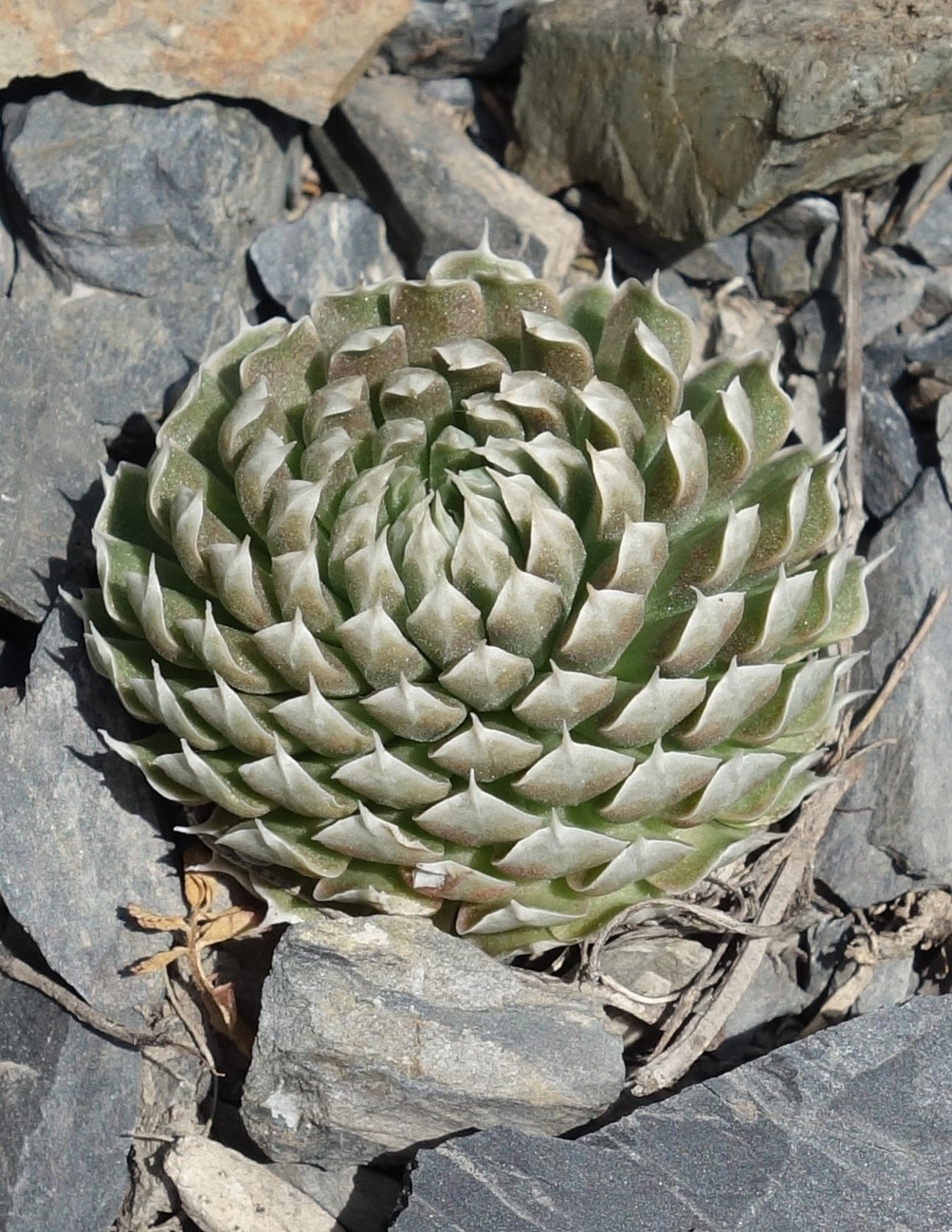 Image of Orostachys thyrsiflora specimen.