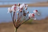 Butomus umbellatus. Соцветие с цветками и бутонами. Псковская обл., Гдовский р-н, окр. дер. Спицино; берег Чудского оз., низменный песчаный пляж перед зарослями тростника и камышей. 17.08.2019.