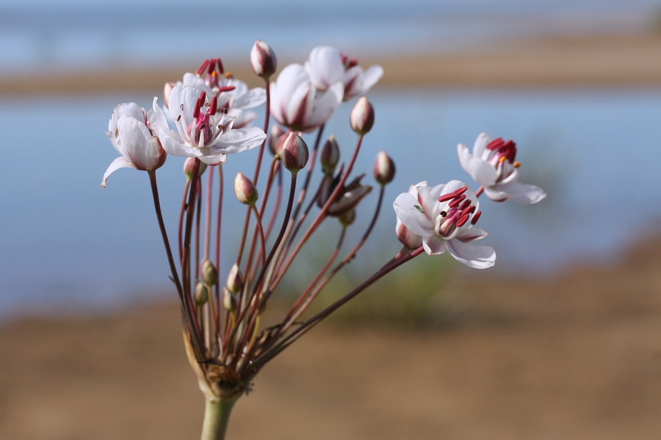 Изображение особи Butomus umbellatus.