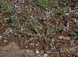 Allium vodopjanovae. Цветущие растения. Алтай, Улаганский р-н, перевал Кату-Ярык, ≈ 1200 м н.у.м., каменистый склон. 19.06.2019.