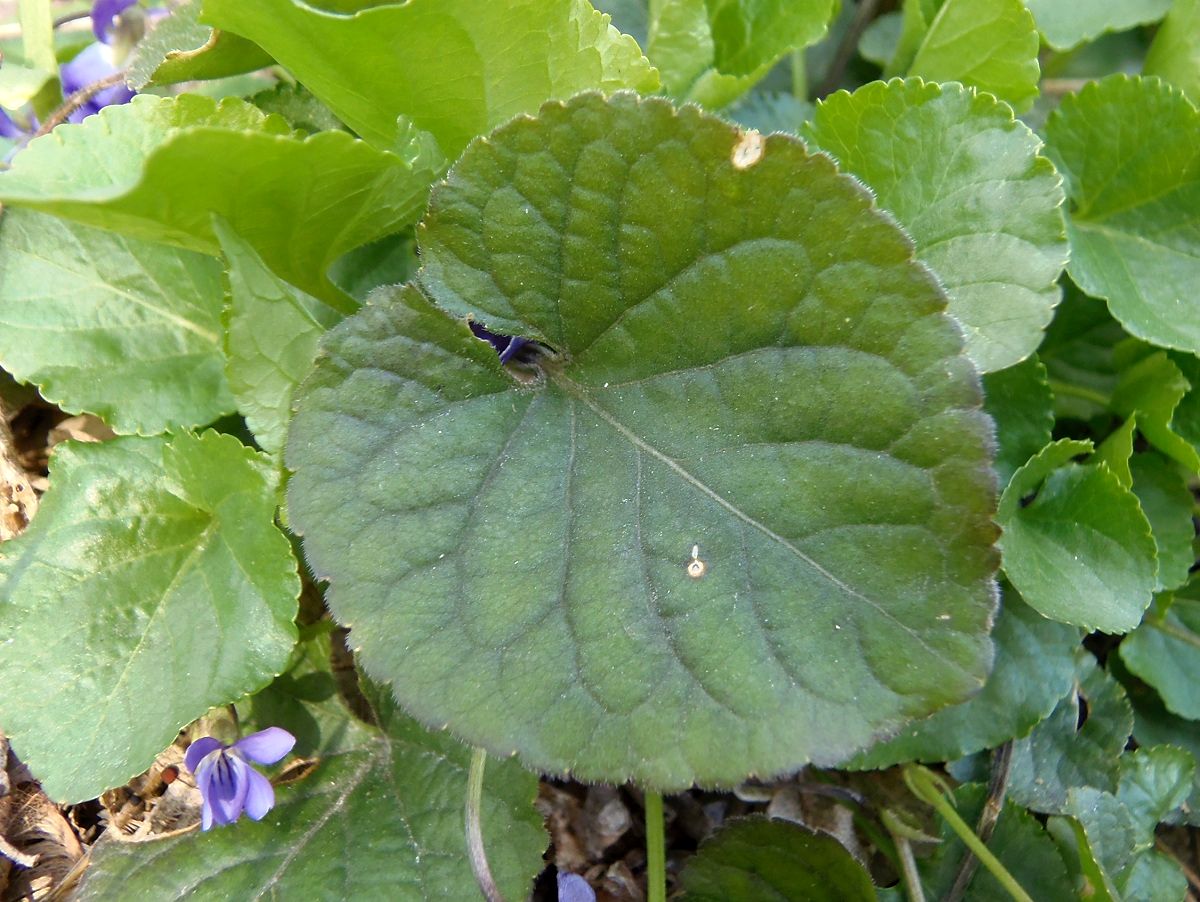 Image of Viola suavis specimen.