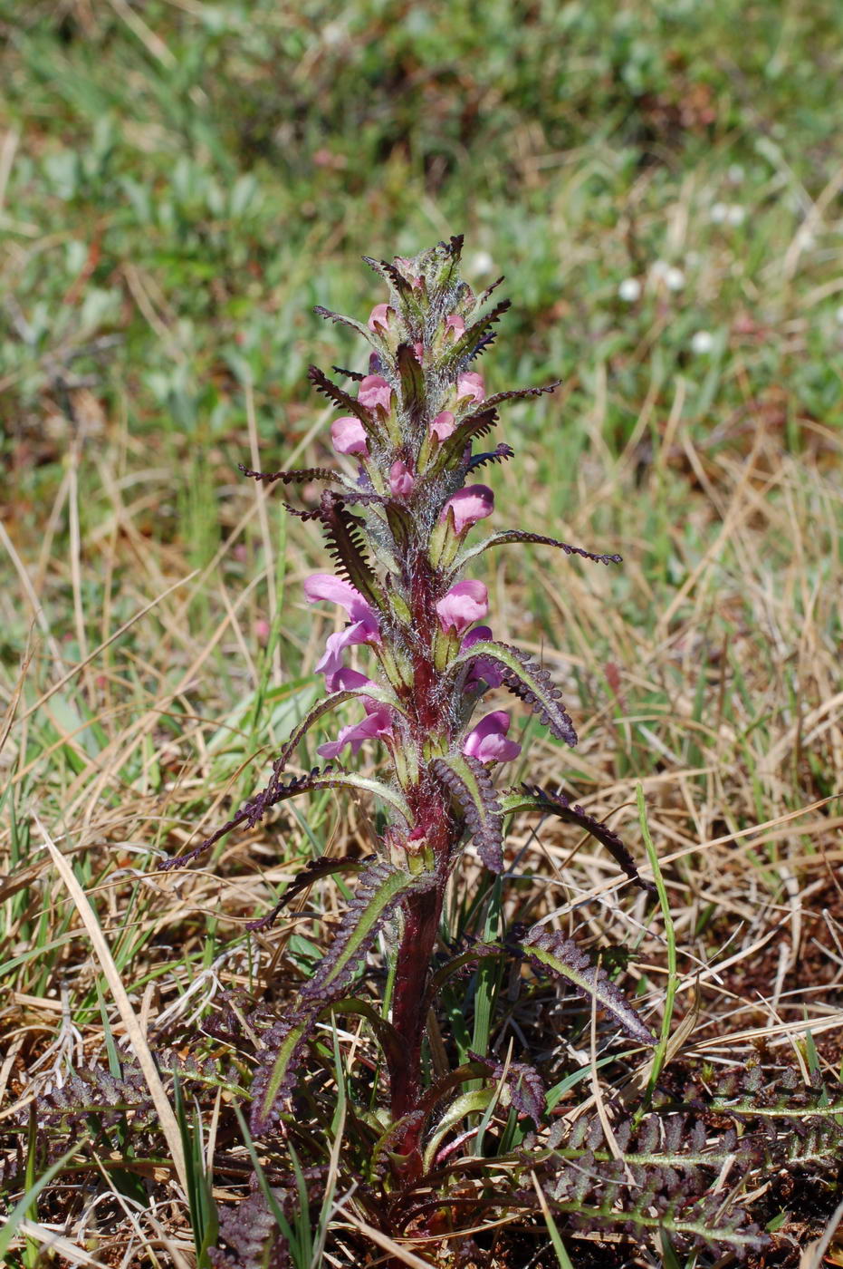 Изображение особи Pedicularis langsdorfii.