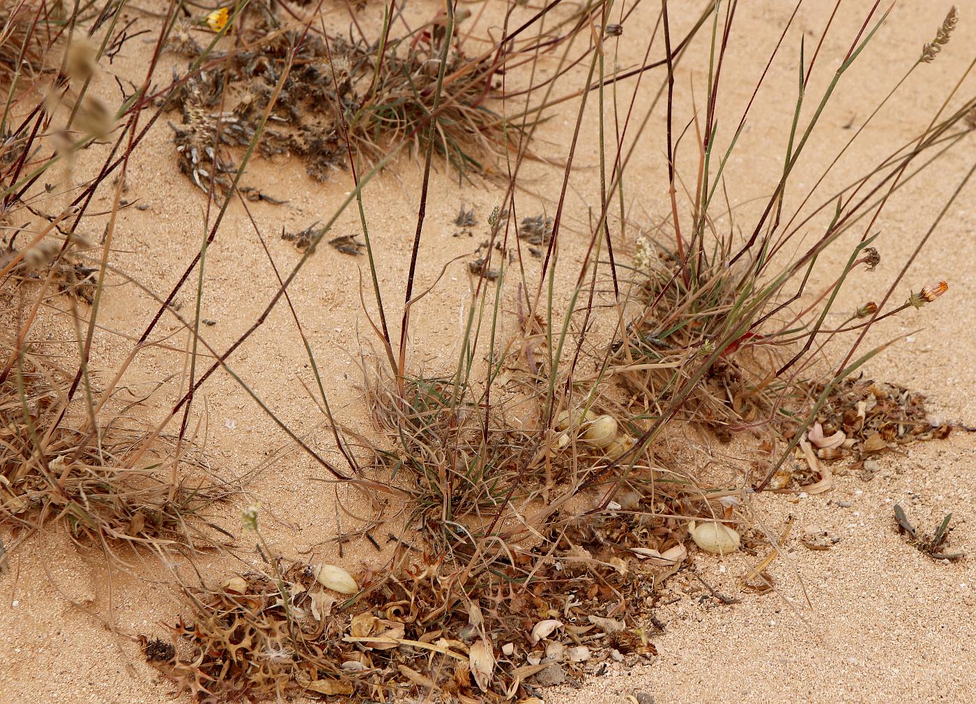 Image of Dactylis hispanica specimen.