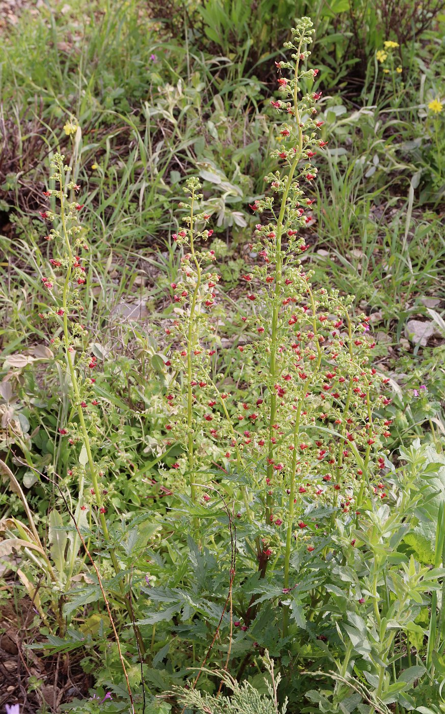 Изображение особи Scrophularia rubricaulis.