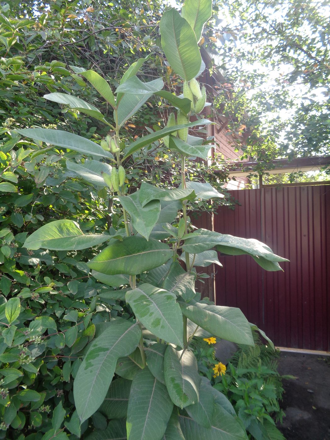 Изображение особи Asclepias syriaca.