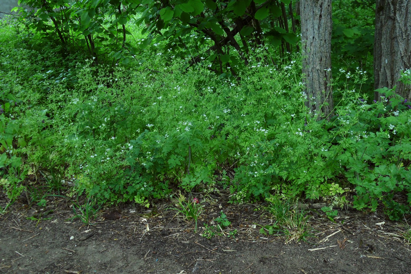 Изображение особи Anthriscus cerefolium.