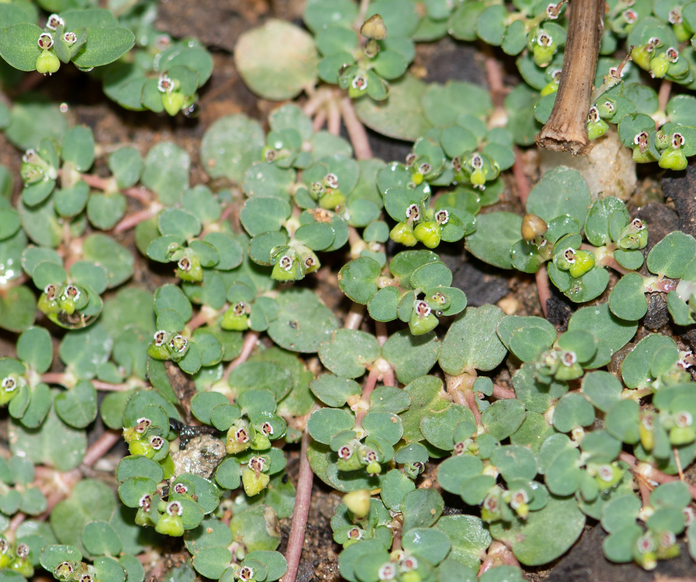 Изображение особи Euphorbia inaequilatera.