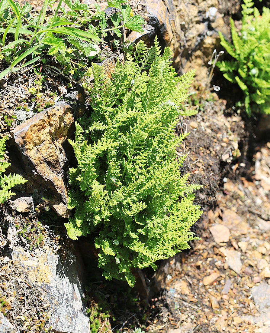 Image of Woodsia ilvensis specimen.