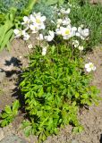 Anemone sylvestris