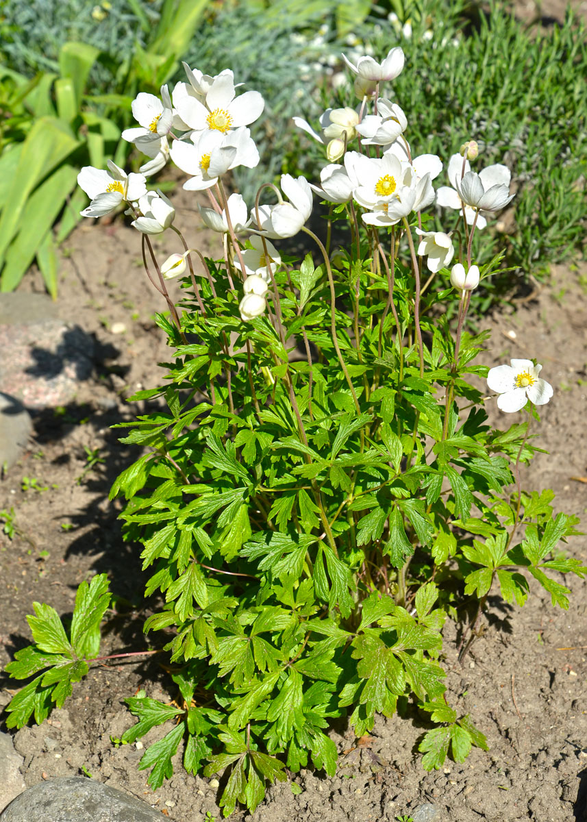 Изображение особи Anemone sylvestris.