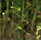 Stellaria undulata. Часть цветущего растения. Приморский край, окр. г. Владивосток, п-ов Муравьёва-Амурского, на обочине дороги. 03.06.2020.