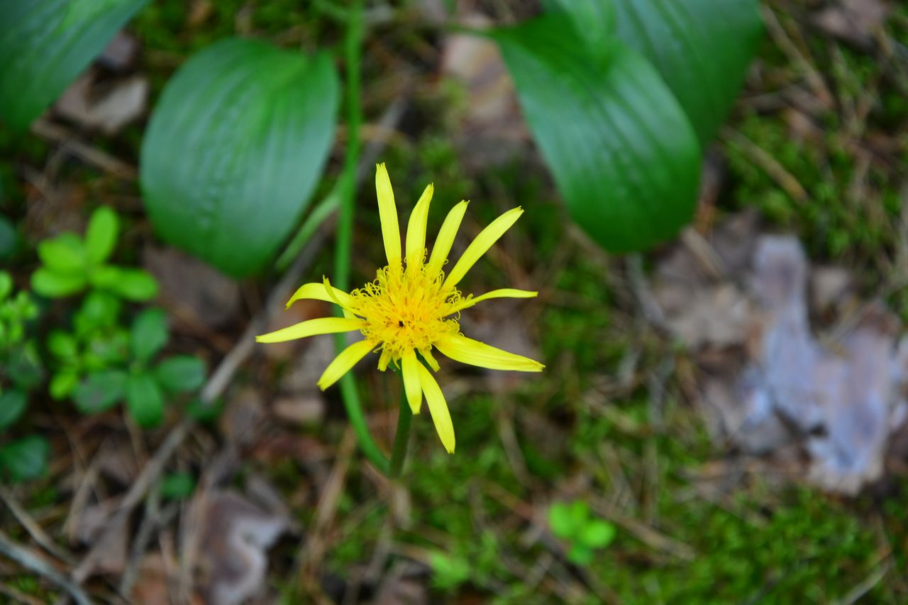 Изображение особи Scorzonera humilis.